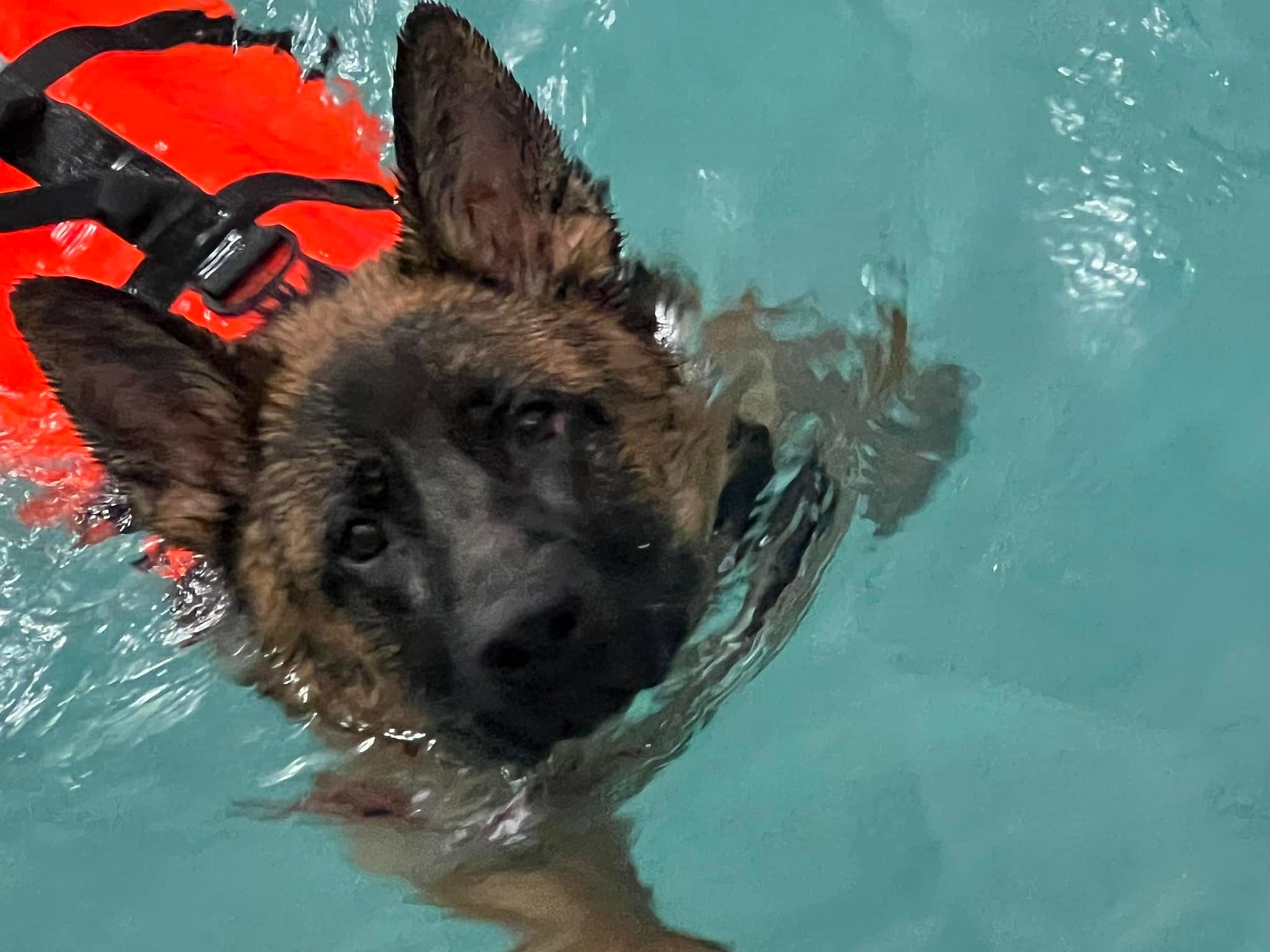 Il cane in ambiente acquatico (Piscina per Cani)